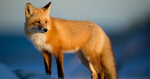 Fox Names: A List of Unique Creative Cute & Awesome Fox Name Ideas