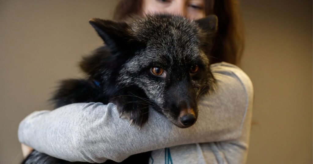 Safety Precautions for Fox Pets